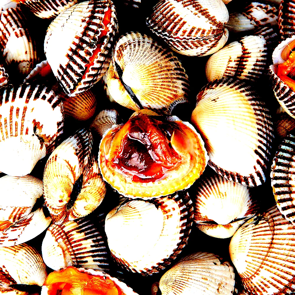 벌교 여자만 새꼬막 특대, 6kg, 1개 이미지 1